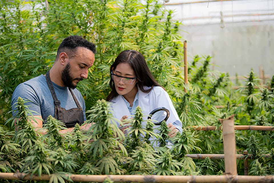 7 Best Hydroponic Nutrients for Cannabis for Faster Growth and Heavier Harvests